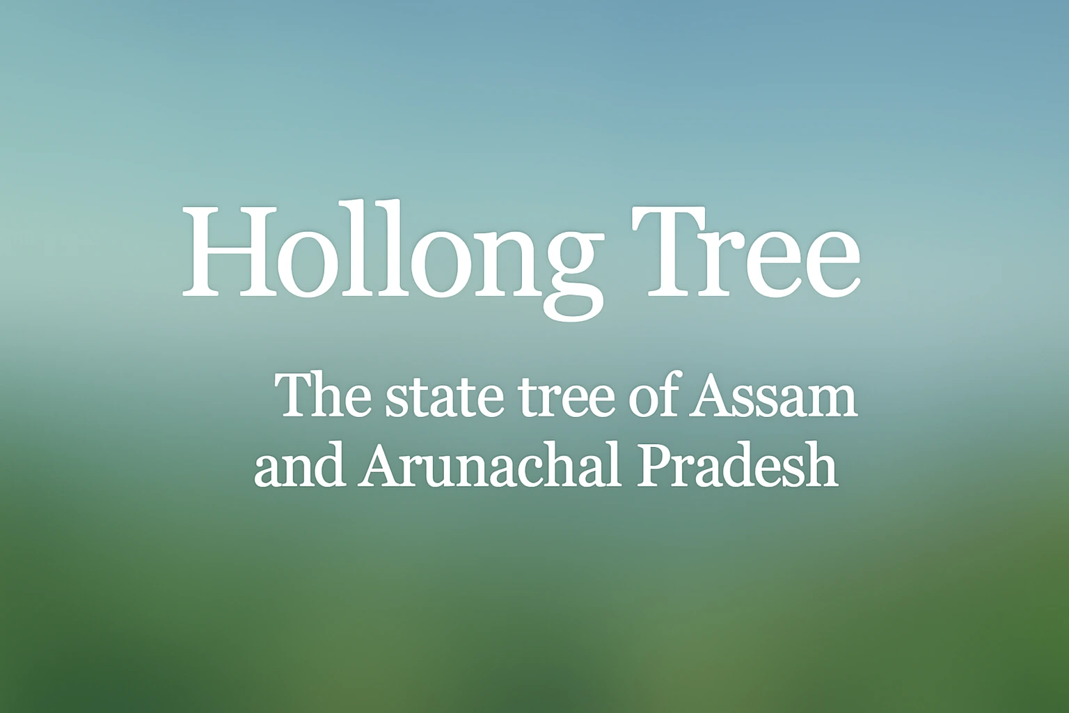 hollong-state tree of assam and arunachal pradesh